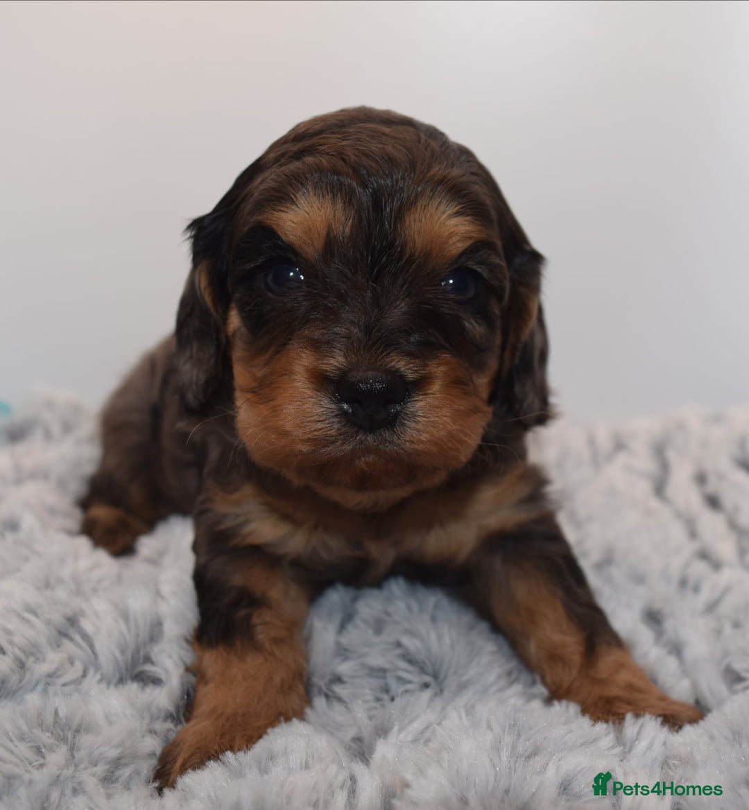 Cavapoo dogs for sale: Extensively Health tested Rare F1 Cavapoos - Image 1