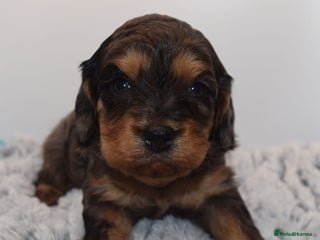 Cavapoo dogs - Advert 15