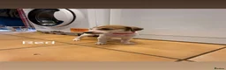 Saluki dogs for sale: Saluki greyhound puppies- Boys in Dover - Advert 7