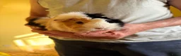 Guinea Pig rodents for sale: 2 Gorgeous female Guinea Pigs - Advert 1