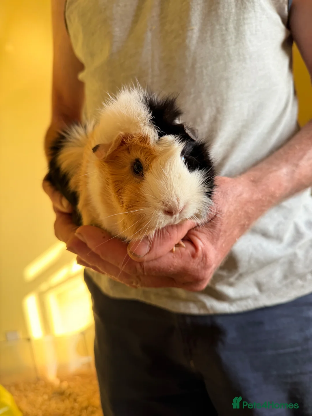 Guinea Pig rodents for sale: 2 Gorgeous female Guinea Pigs - Advert 1