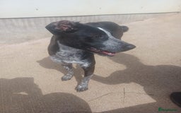 Mixed Breed dogs for adoption: TROOPER in Ashbourne - Image 3