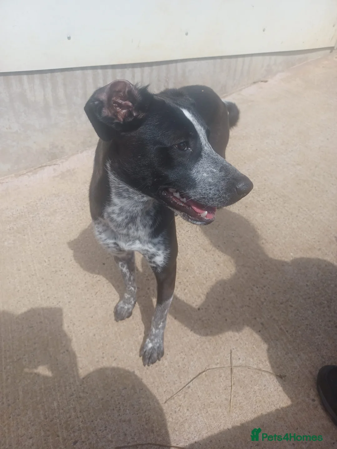 Mixed Breed dogs for adoption: TROOPER in Ashbourne - Advert 3