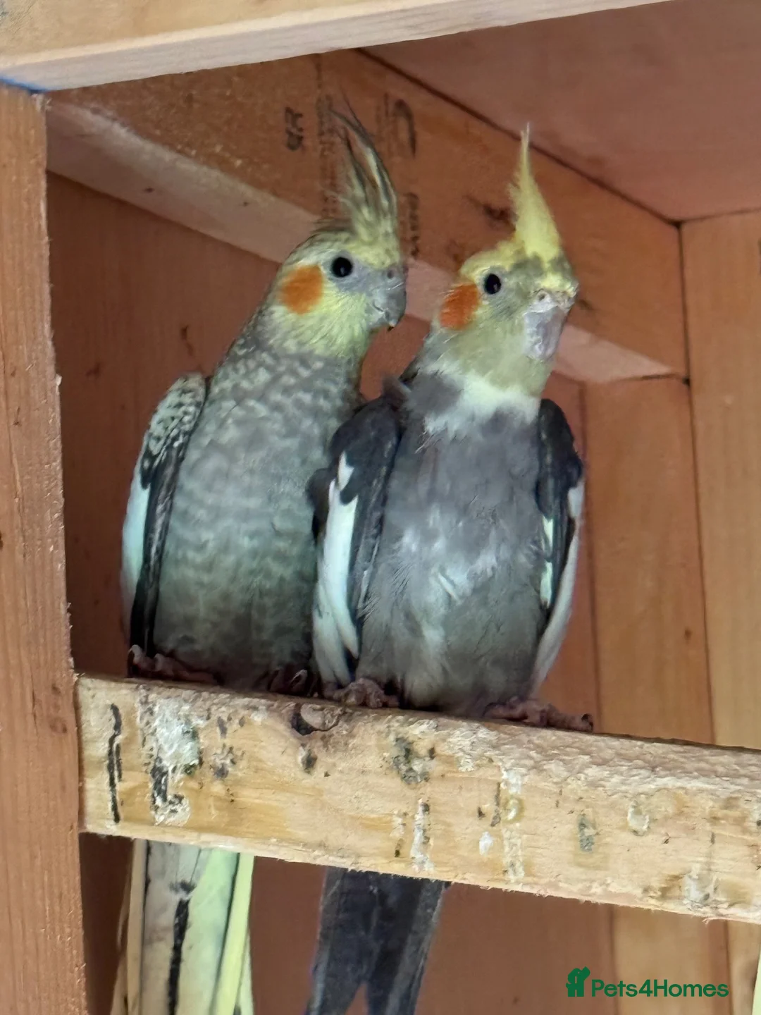 Cockatiels birds for sale: Cocktails bird mix - Advert 1