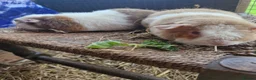 Guinea Pig rodents for sale: Pure bred Teddies both boys - Advert 3