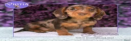 Miniature Dachshund dogs for sale: READY NOW Beautiful Mini Dachshund Puppies ⭐ - Advert 4