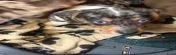Miniature Dachshund dogs for sale: Beautiful Fully health check mini Dachshund pups - Advert 6