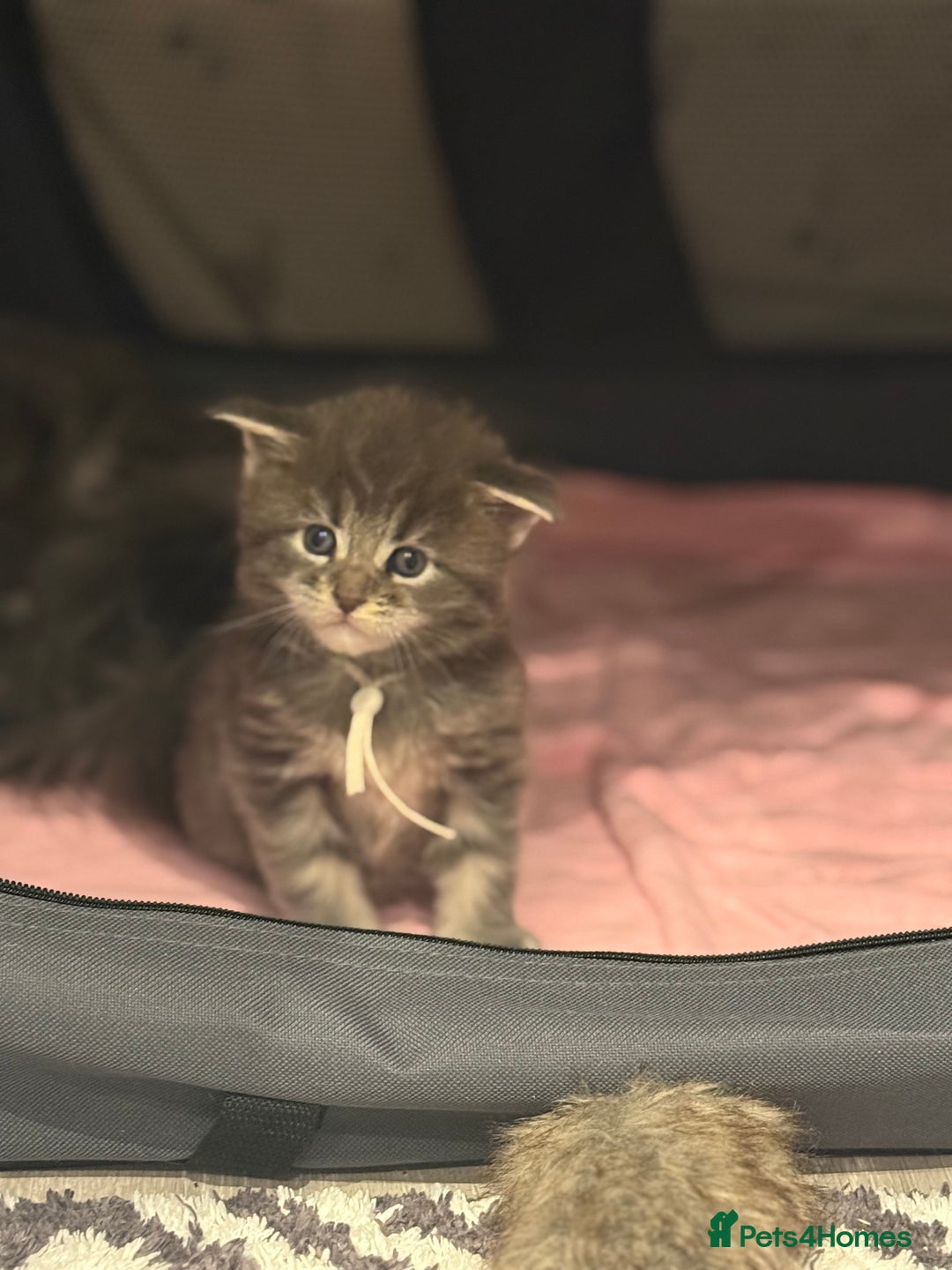 Maine Coon cats for sale: Beautiful GCCF registered Maine coon Kittens  - Advert 3