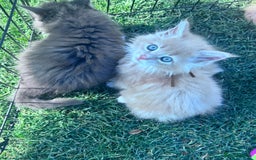 Maine Coon cats for sale: Final kitten left 🧡💛🧡💛 - Image 17