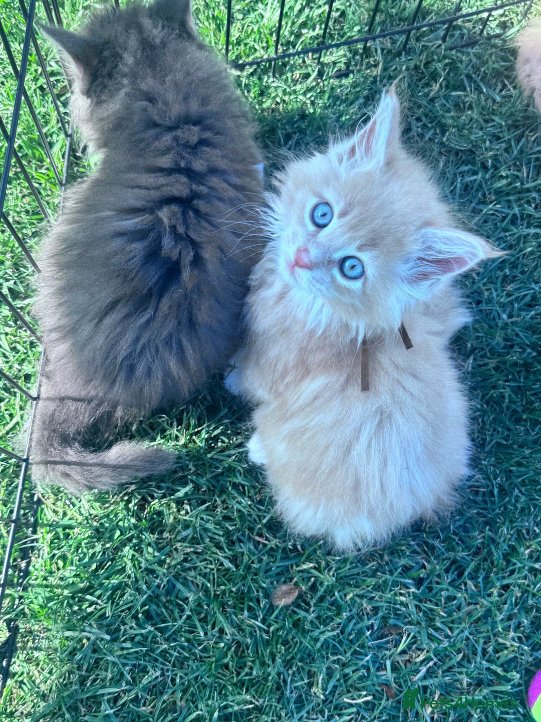 Maine Coon cats for sale: Final kitten left 🧡💛🧡💛 - Image 17