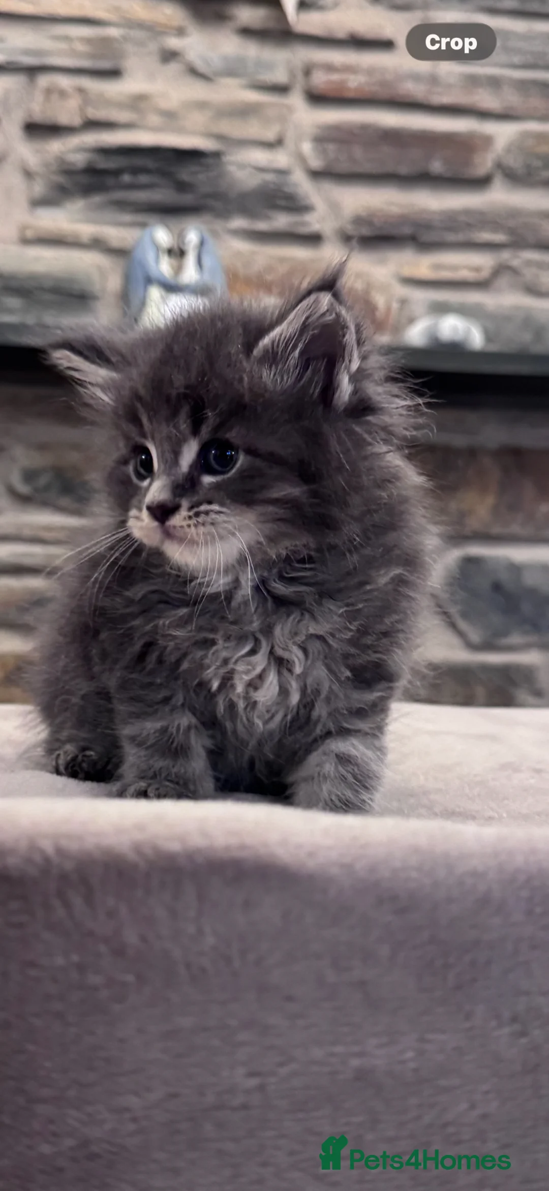 Maine Coon cats for sale: Exceptional maine coon kittens champion Bloodline  - Advert 2