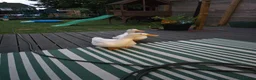 Ducks poultry for sale: 2 x male peking duck in Stevenage - Advert 4