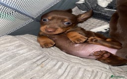Miniature Dachshund dogs for sale: KC Reg Pedigree Mini Smooth Haired Dachshunds - Image 27
