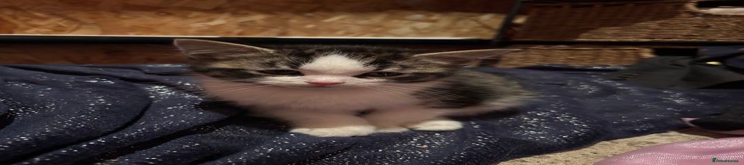 Mixed Breed Kitten 2