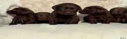 Cockerdor dogs for sale: Stunning Cockerdor chocolate puppies - Advert 7