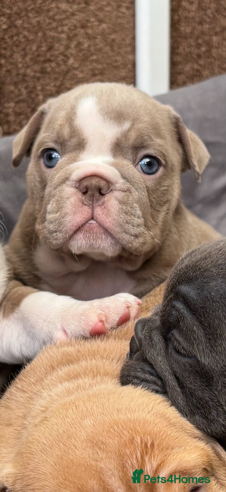 English Bulldog dogs Kc registered English bulldogs  - Advert 7