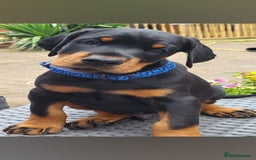 Dobermann dogs for sale: 🥇European Champion Line Dobermann puppies 🐶 🏆  - Advert 4