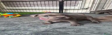 Staffordshire Bull Terrier Puppy 3