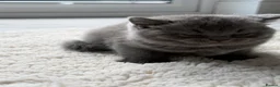 British Shorthair cats for sale: British shorthair/Scottish fold - Advert 5