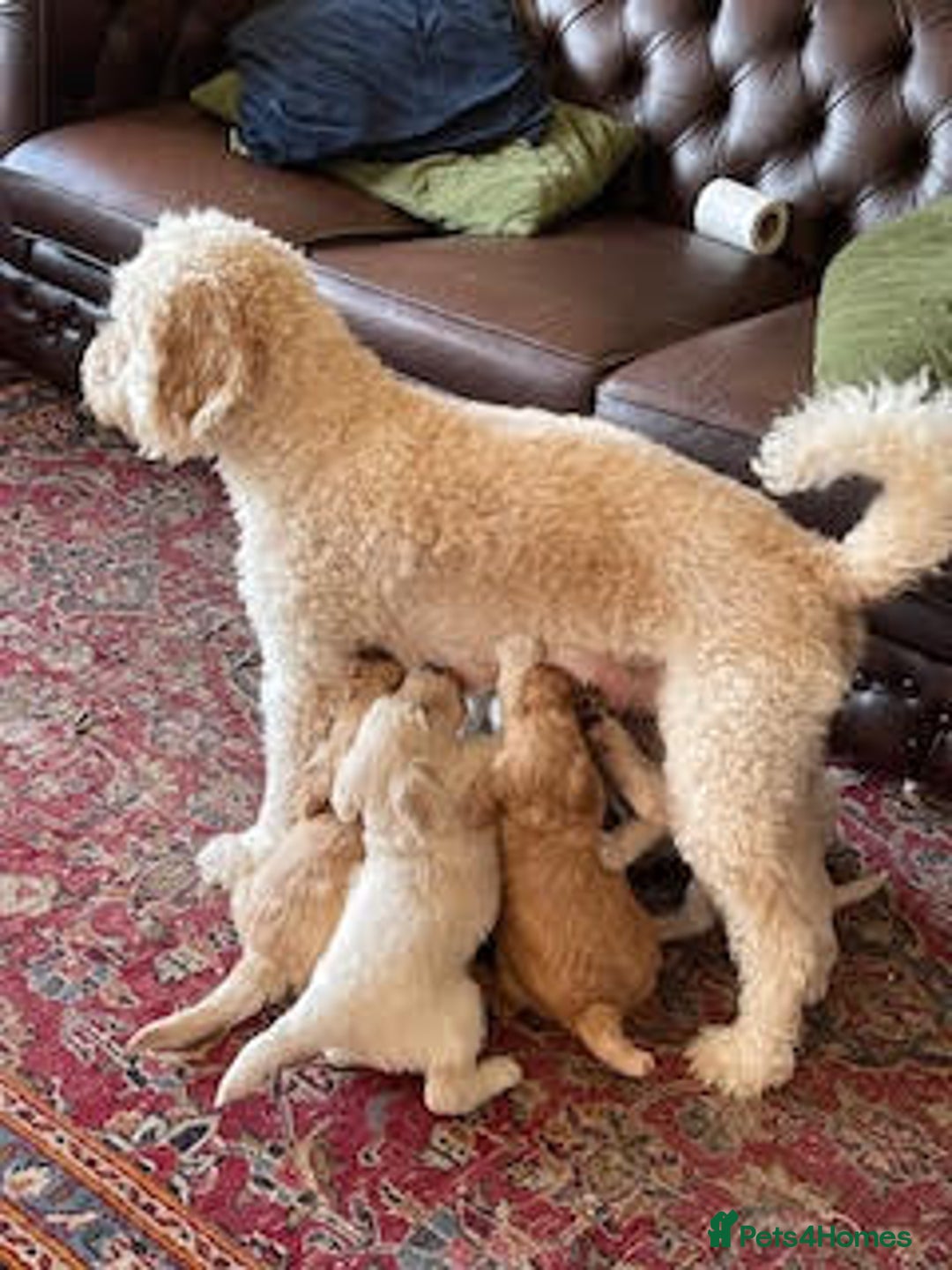 Labradoodle dogs for sale: Lily's Mini's - Multigen Mini Labradoodle Puppies - Image 6