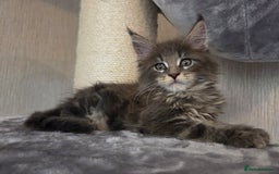 Maine Coon cats for sale: TICA REGISTERED MAINE COON KITTENS - Image 13