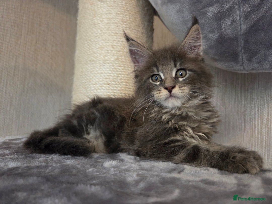 Maine Coon cats for sale: TICA REGISTERED MAINE COON KITTENS - Image 13
