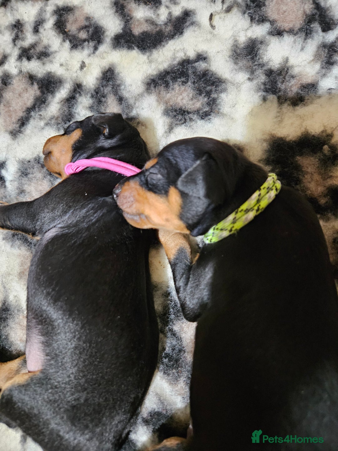 English Toy Terrier dogs for sale: Grayswish English toy terriers - Advert 8