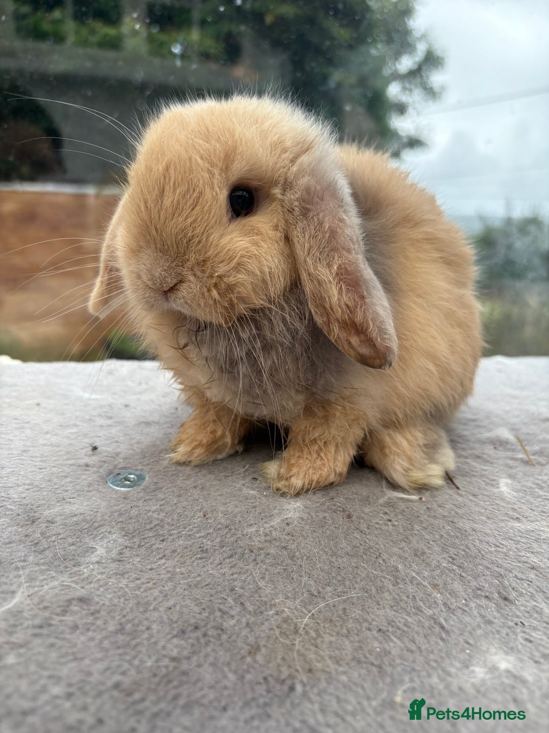 Mini Lop rabbits for sale: Mini Lop bunnies  - Image 1