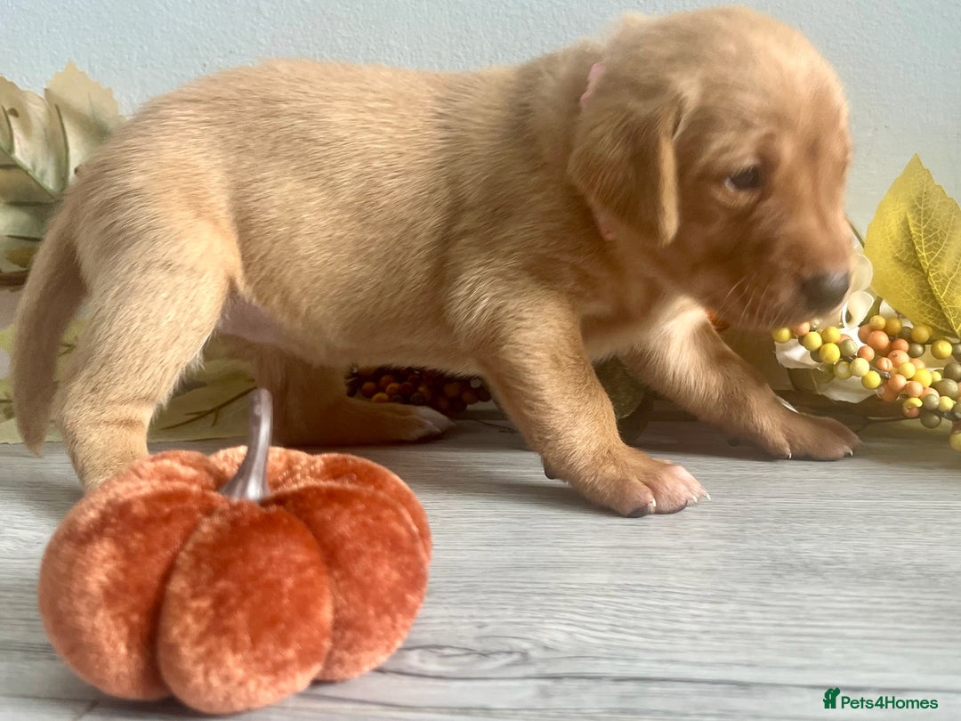 Labrador Retriever dogs for sale: Yellow Labrador Puppies - Image 22