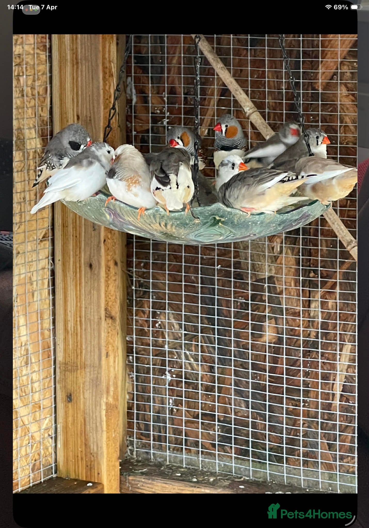 Finches birds Zebra Finches  - Advert 1