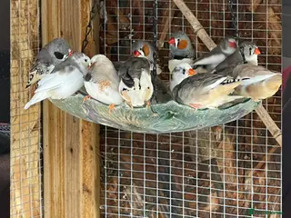 Finches birds Zebra Finches - Advert 1