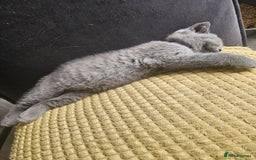 British Shorthair cats for sale: 2 little British Shorthair boys - Image 4