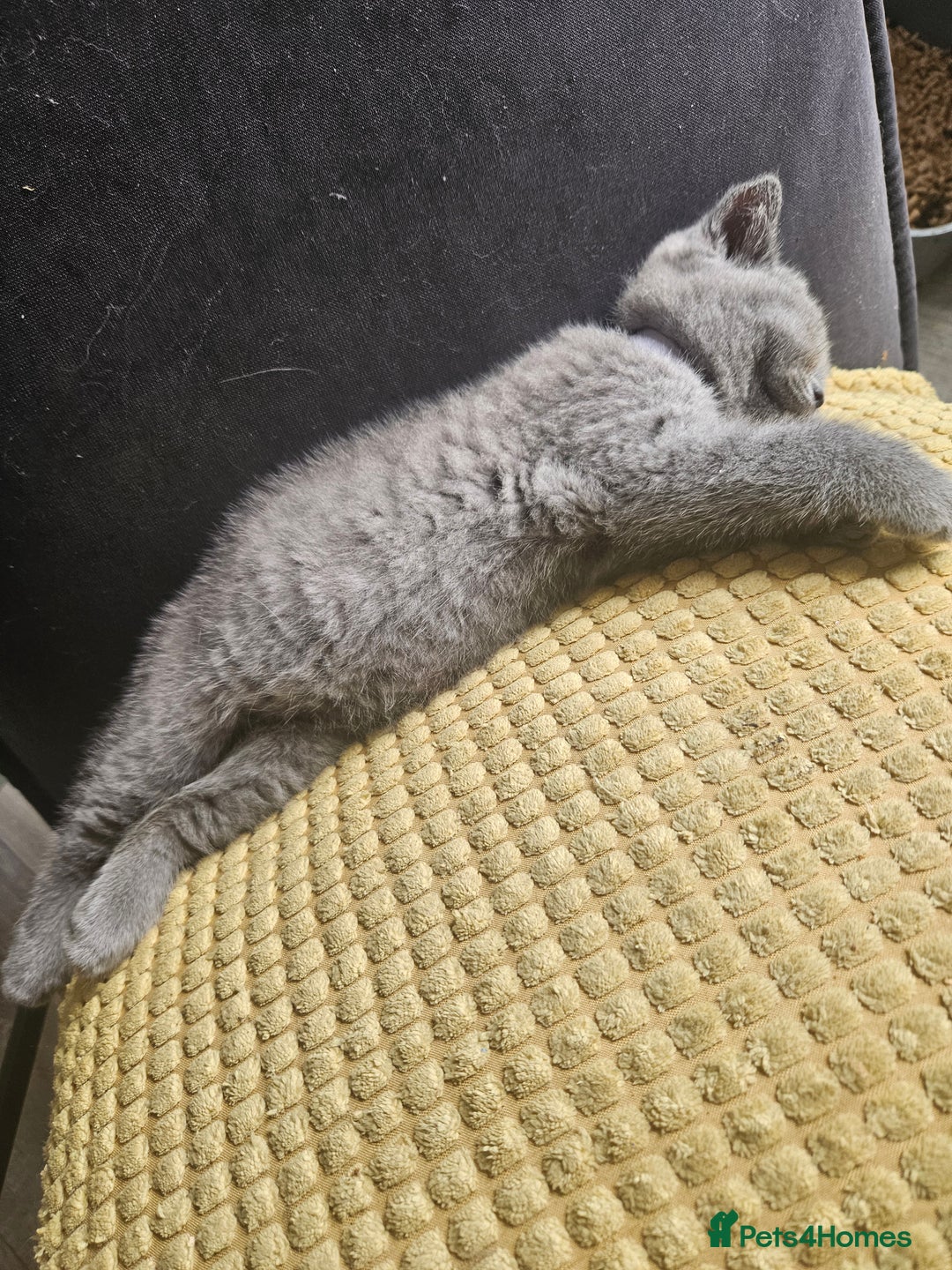 British Shorthair cats for sale: 2 little British Shorthair boys - Image 4