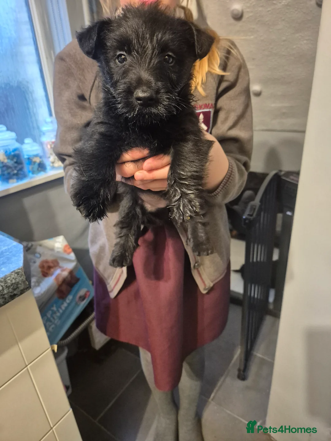 Scottish Terrier dogs for sale: Scottish terrier puppies  - Advert 3