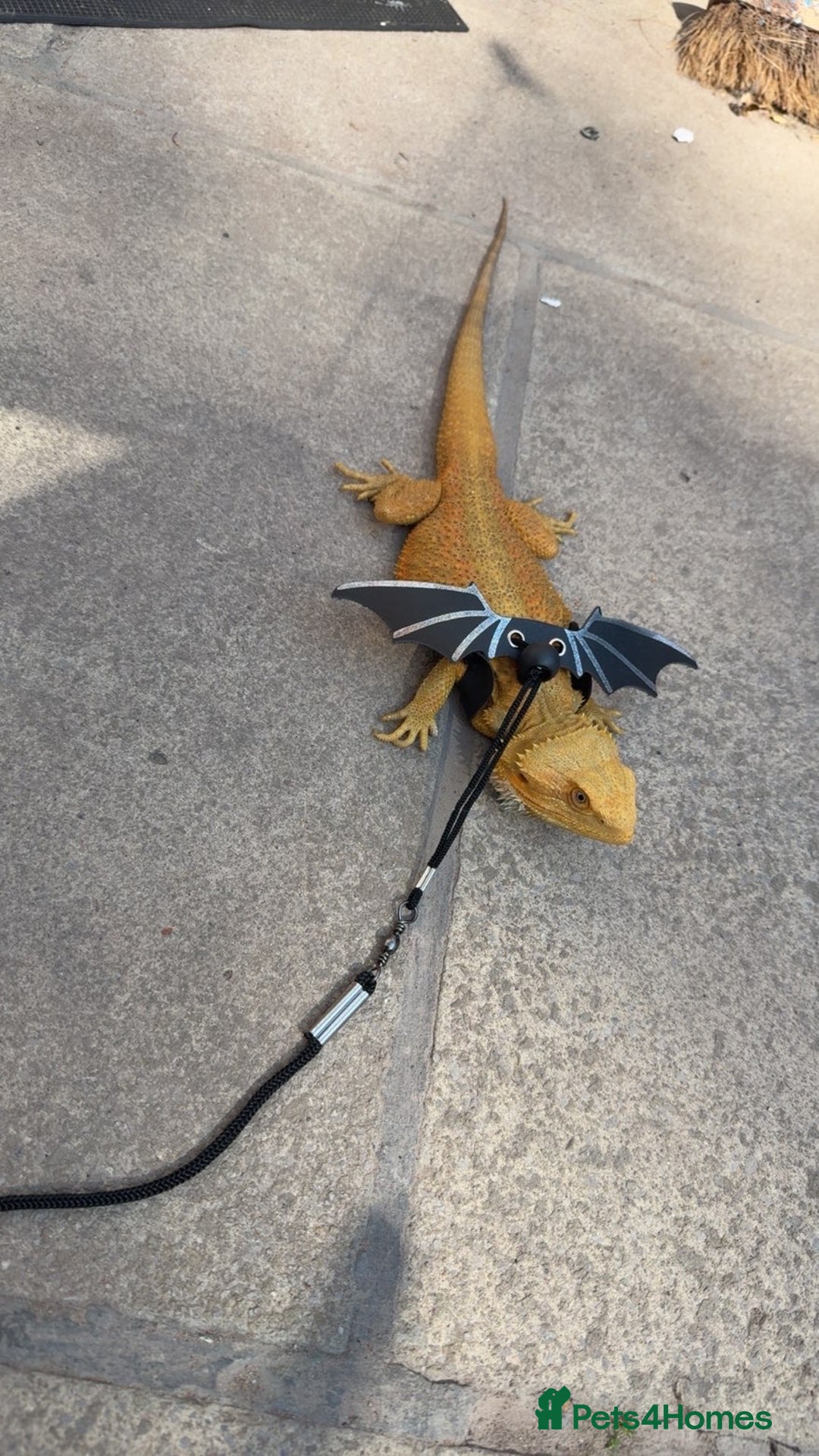 Bearded Dragon reptiles for sale: Draco the bearded dragon  - Advert 5