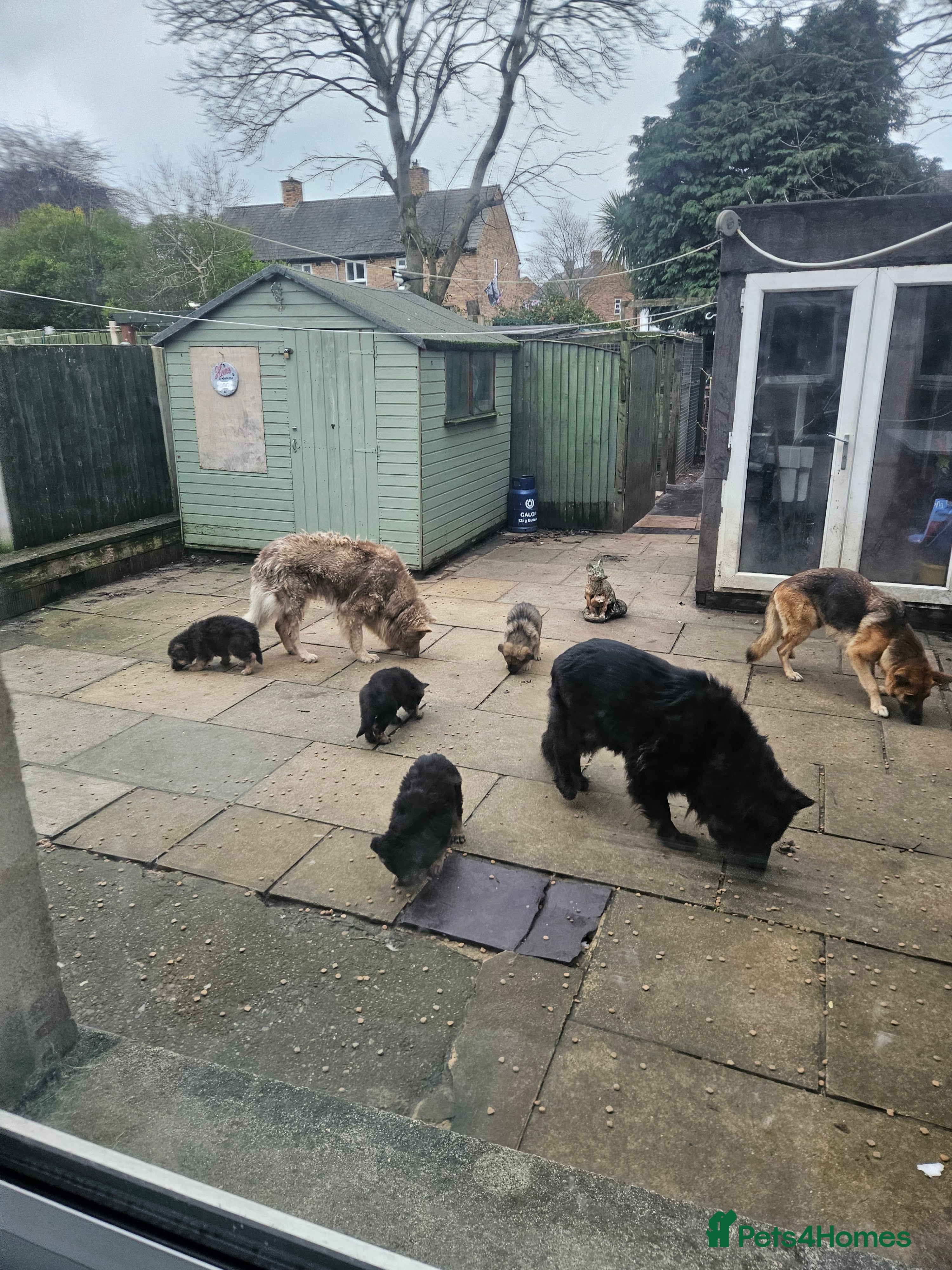 German Shepherd dogs German shepherd's need new home - Advert 2