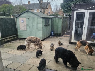 German Shepherd dogs German shepherd's need new home - Advert 2