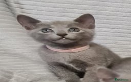 Russian Blue cats for sale: Stunning Russian Blue kittens-pure Pedigree - Image 2