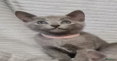 Russian Blue cats - Advert 4