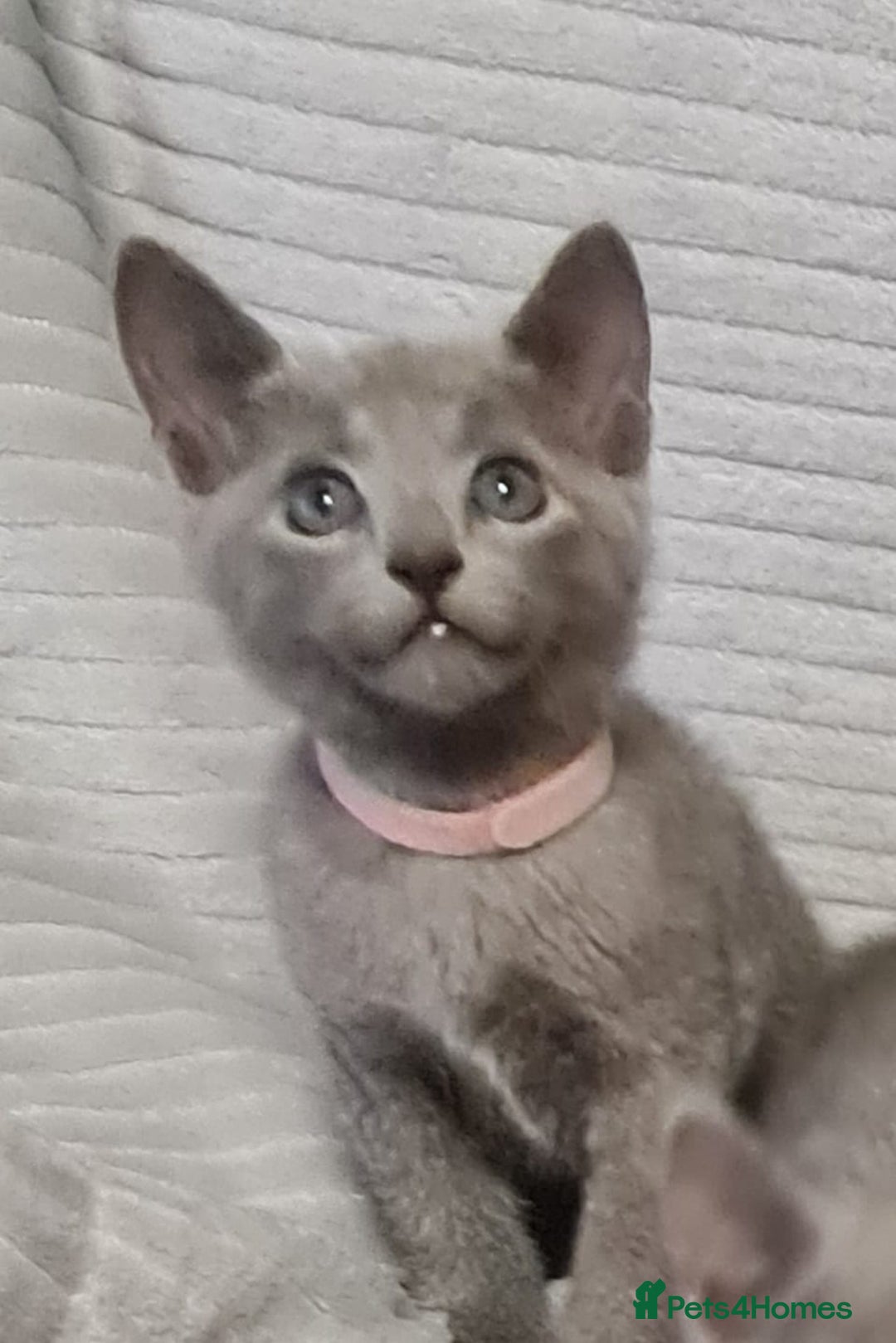 Russian Blue cats for sale: Stunning Russian Blue kittens-pure Pedigree - Image 2