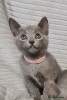 Russian Blue cats - Advert 1