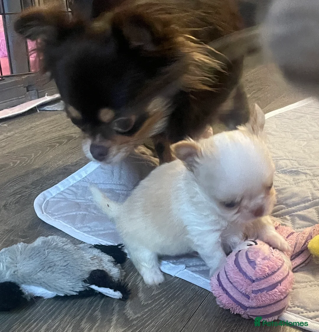 Chihuahua dogs for sale: Gorgeous  little  Longcoat Boy Kc 🌟🌟🌟🌟🌟 - Advert 23