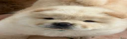Chow Chow dogs for sale: Cream chow chow puppies - Advert 12