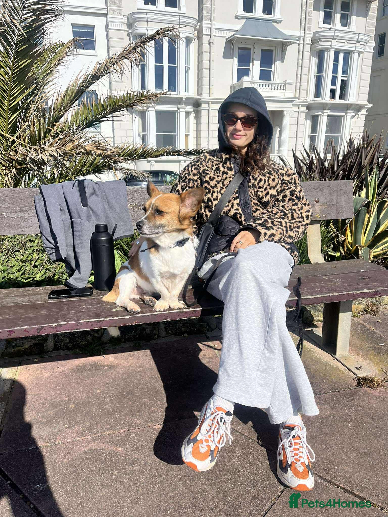 Mixed Breed dogs Meatball for adoption - Advert 1