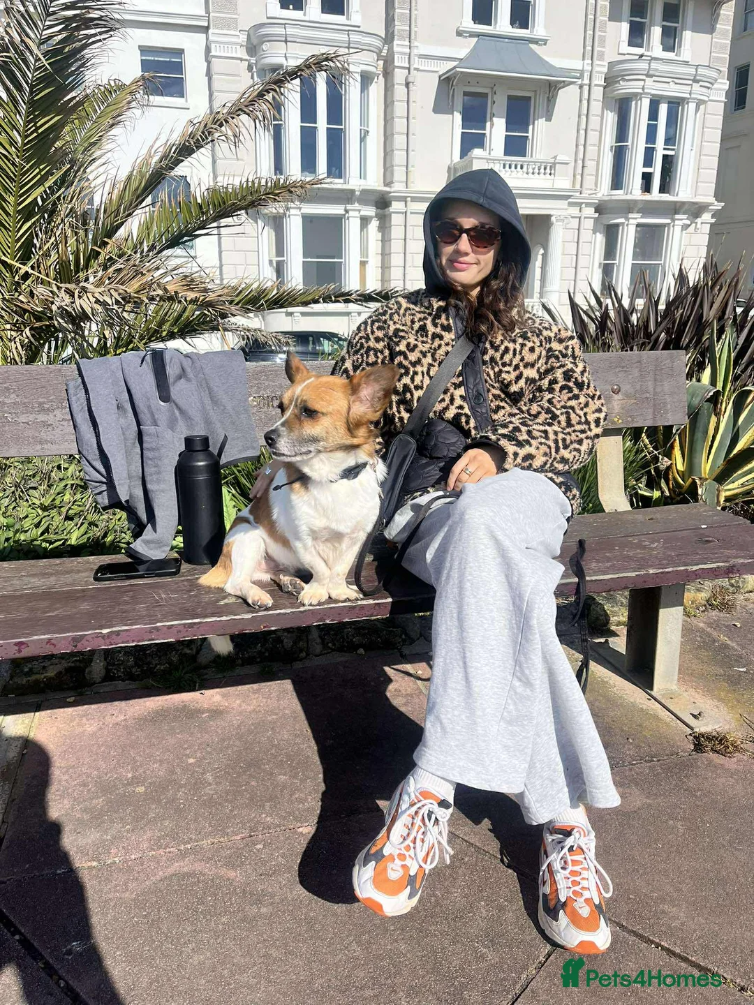 Mixed Breed dogs for adoption: Meatball for adoption in Saint Leonards-on-sea - Advert 1