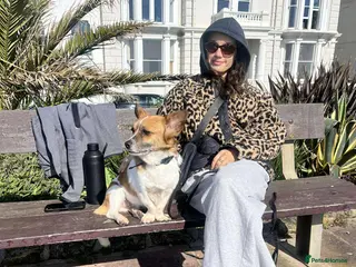 Mixed Breed dogs Meatball for adoption - Advert 1