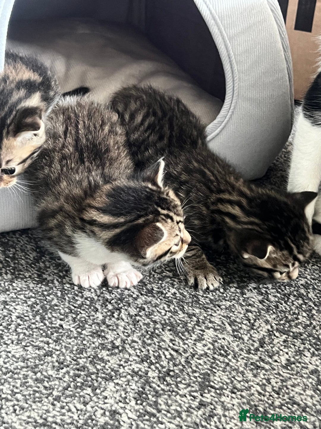 Mixed Breed cats for sale: Kittens - Image 11