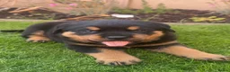 Rottweiler dogs for sale: Rottweiler pups looking for homes  - Advert 21