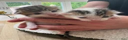 Mixed Breed cats for sale: Beautiful kittens - Advert 11