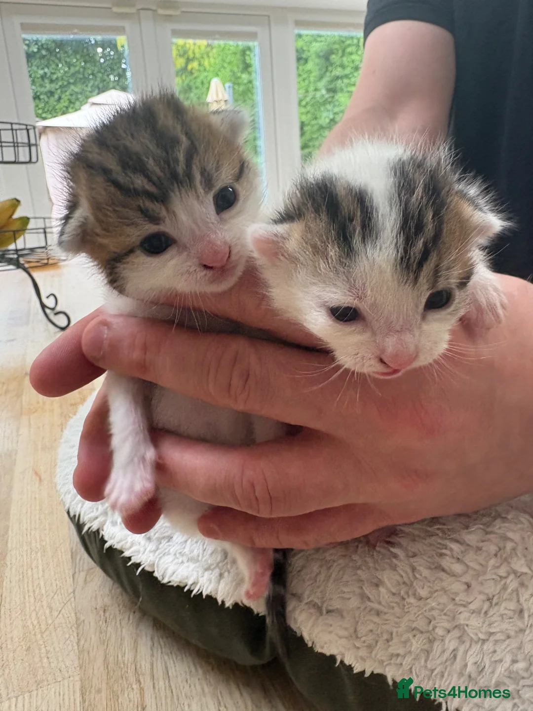 Mixed Breed cats for sale: Beautiful kittens - Advert 11